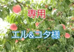 ☆専用エル&コタ様 はや採り桃【3kg箱】桃 ふくあかり (訳あり)