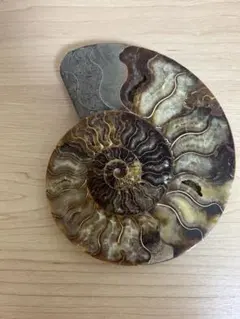 マダガスカル産 アンモナイト 大サイズ 化石 原石 鉱物標本 - メルカリ