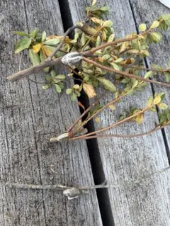 Item thumbnail for item d9f00006-82c7-488e-aec9-75cbb57c7e94