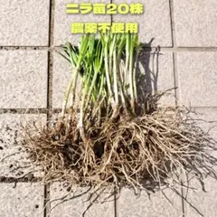 らいむ様 リクエスト 3点 まとめ商品