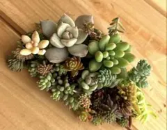 多肉植物　カット苗セット　Ｃ
