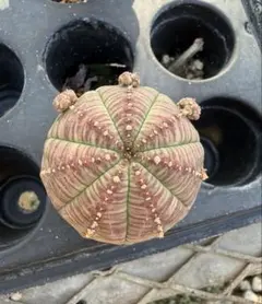 ユーフォルビア オベサ シンメトリカ 抜き苗のサムネイル