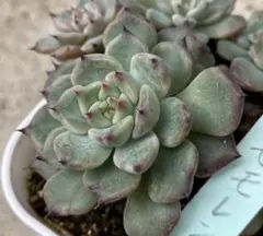 モモレン　紫のブラッシュが美しい♡希少⭐︎ パクさん苗