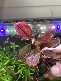 ブセファランドラ sp