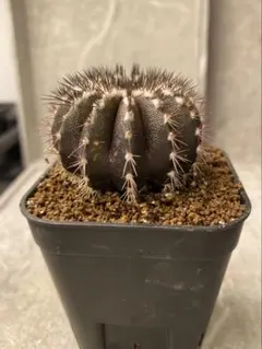 2026年最新】ペクチニフェラの人気アイテム - メルカリ