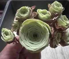 な*ち様 No.128グリーノビア　ローカリン　多肉植物　撮影8月15日