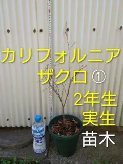 ALP Made in Turkey様 リクエスト 2点 まとめ商品