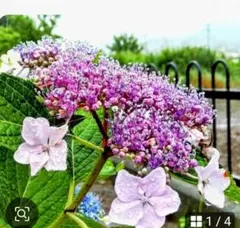 2025年最新】ガクアジサイの人気アイテム - メルカリ