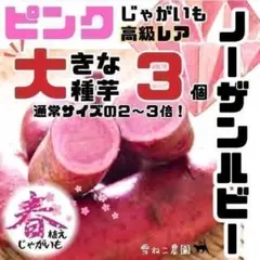 種芋】ドラゴンレッド じゃがいも種芋10個 レアな赤皮赤身！ホクホク
