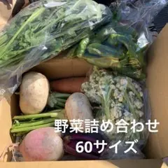 宮城県産　新鮮野菜詰め合わせ　60サイズ