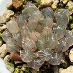 メルカリ便] 開花苗 オハイアリイ オオゴチョウ ハワイ王族の木 ポット