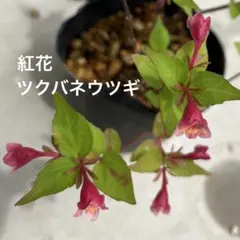 やま様 リクエスト 2点 まとめ商品