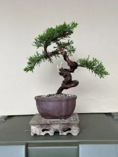 糸魚川真柏盆栽素材 黒松五葉松紅葉小品盆栽 - メルカリ