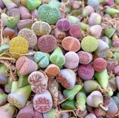 多肉植物 色の組み合わせ リトープス3年大苗　1.5-2センチ 6苗セット