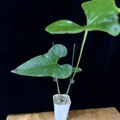 2026年最新】anthurium ivanportillaeの人気アイテム - メルカリ