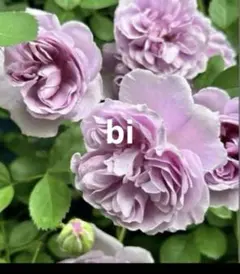 nori様 リクエスト 2点 まとめ商品