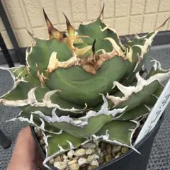 アガベ　チタノタ　トリケラトプス(白犀牛)　1株⭕写真の株です　カクタスグリーン胴切り株 アガベ チタノタ '白犀牛' Agave titanota 'white rhino