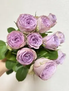 今だけ特価！四季咲バラ苗 超レア 高級バラ 切花品種 発根済み 入手