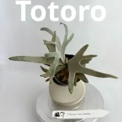 2026年最新】totoro sporeの人気アイテム - メルカリ