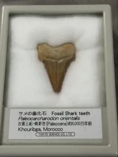 モササウルス 超大型種 プログナソドン 歯化石 美麗 超特大 約 71 mm