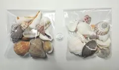 貝殻(多種混合)　ハンドメイド素材　水槽インテリア