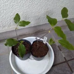 2026年最新】満月蝋梅種の人気アイテム - メルカリ