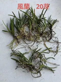 2026年最新】風蘭 大株の人気アイテム - メルカリ