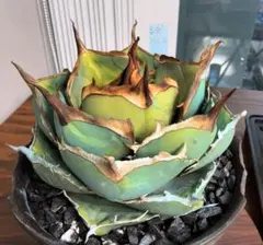 Agave colorata アガベ コロラータ 白岳殿 - メルカリ