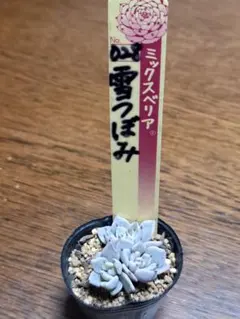 2025年最新】雪つぼみの人気アイテム - メルカリ