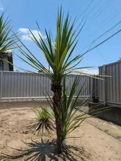 ユッカ ロストラータ 2頭株 観葉植物 - メルカリ