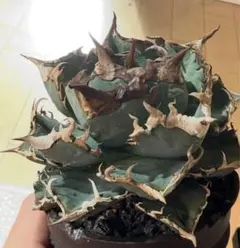 2026年最新】アガベ子株の人気アイテム - メルカリ