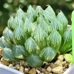 ブラックオブツーサ錦　超美株　ハオルチア　観葉植物　32のサムネイル