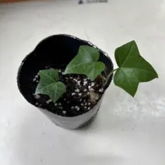 まさちゃん☺様 リクエスト 2点 まとめ商品