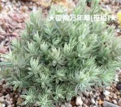 ★ 多肉植物★ 覆輪万年草 笹姫 15カット苗