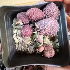 ドドシュカ様 リクエスト 3点 まとめ商品