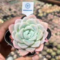 Top【選抜株】多肉植物　25645アイス　グリーン　80個　鉢無し/脱土
