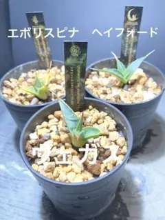 2026年最新】エボリスピナ 斑入りの人気アイテム - メルカリ