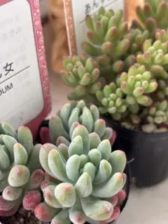 確認用❤️専用ページです。 他の方はお買い上げにならないようお願いします。