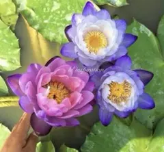 睡蓮の苗1個(Nymphaea Evolet ) - メルカリ