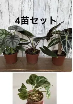 【激レア】 アロカシア セット 4点 アロカシア 4種セット - メルカリ