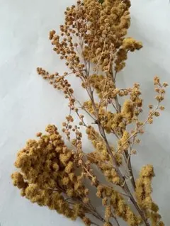ミモザドライフラワー　小枝