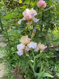 ロビン様 リクエスト 3点 まとめ商品