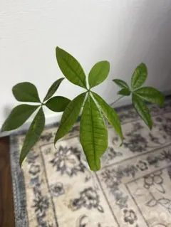 2026年最新】パキラ ムーンライトの人気アイテム - メルカリ