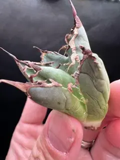 super　シーザー 凱撤 OC セール品_3