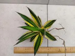 きぃー様 リクエスト 2点 まとめ商品