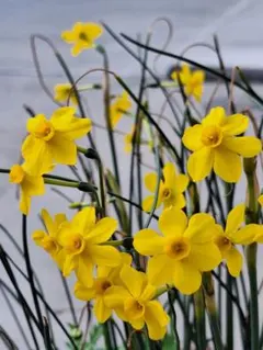 osaku様 リクエスト 2点 まとめ商品