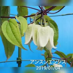 smk28i様 リクエスト 2点 まとめ商品