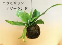 jinrack 様専用★売れています★コウモリラン　ネザーランドの苔玉ハンギング