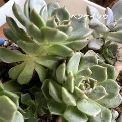 多肉植物　抜き苗　大量セール