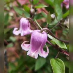 マスカットっとん様 リクエスト 2点 まとめ商品